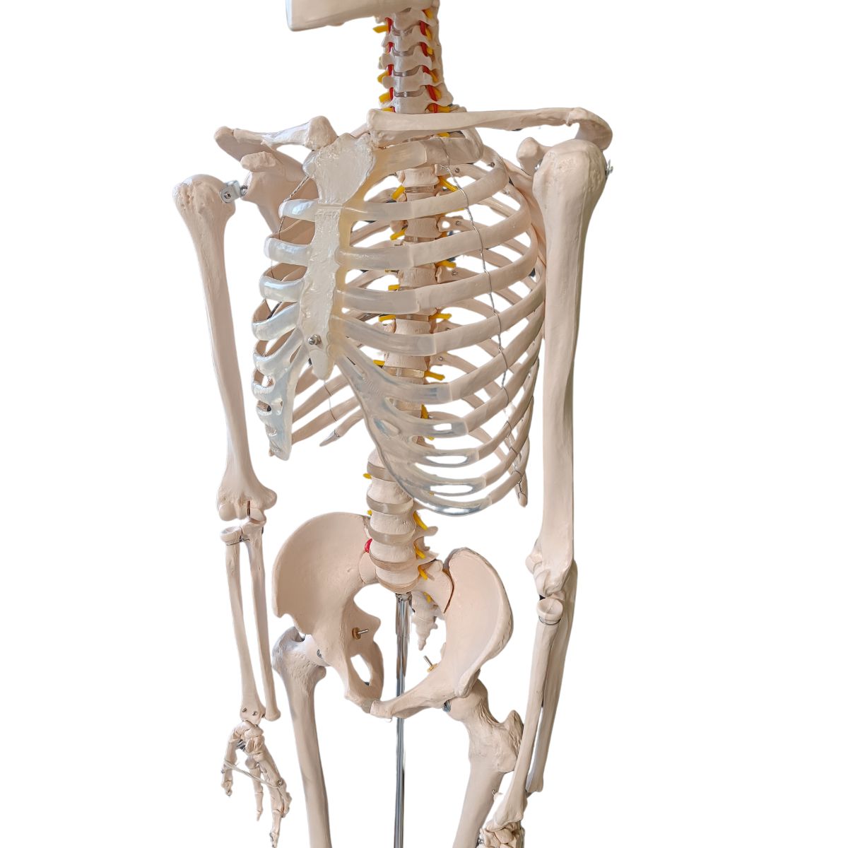 SQUELETTE ANATOMIQUE 180CM M03