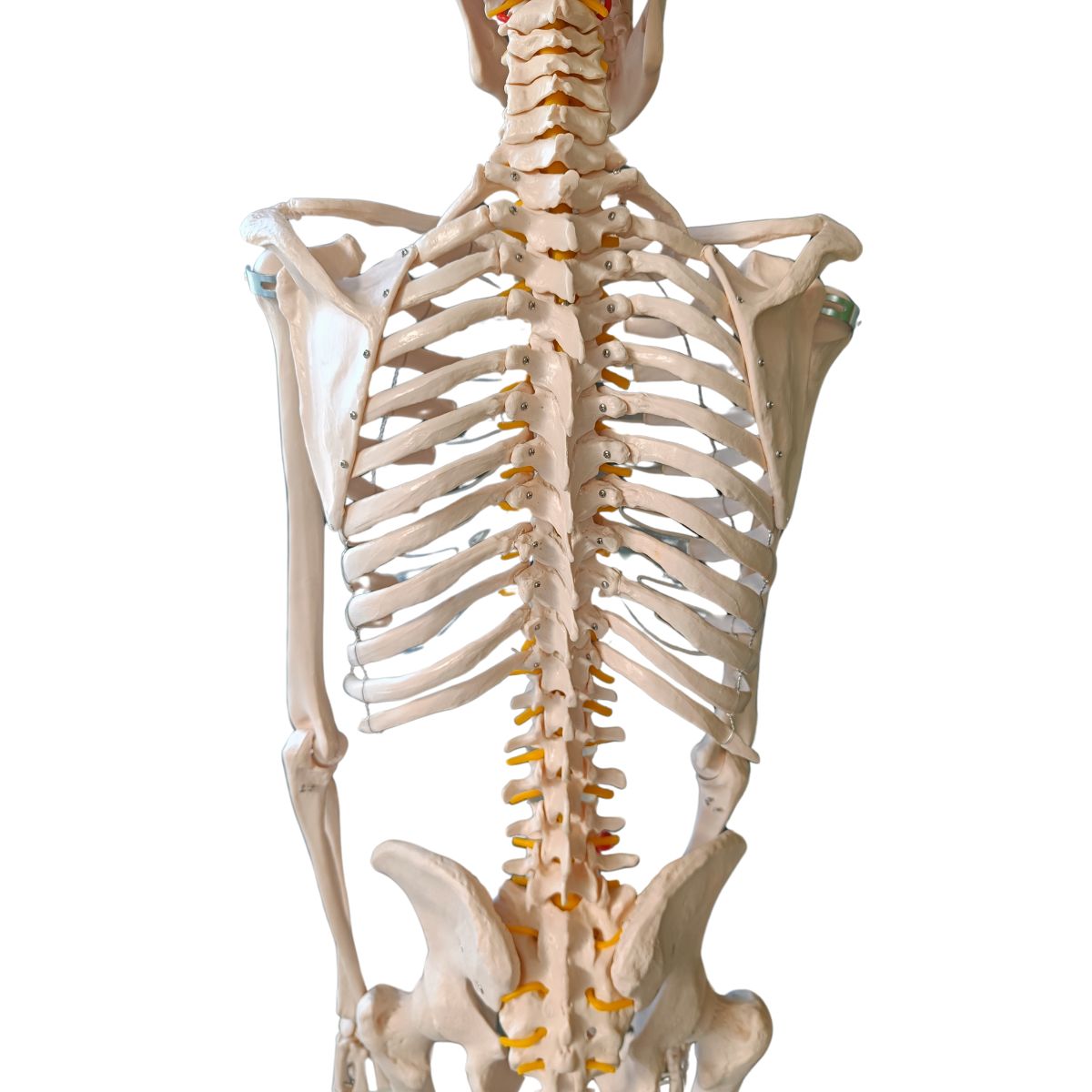 SQUELETTE ANATOMIQUE 180CM M04