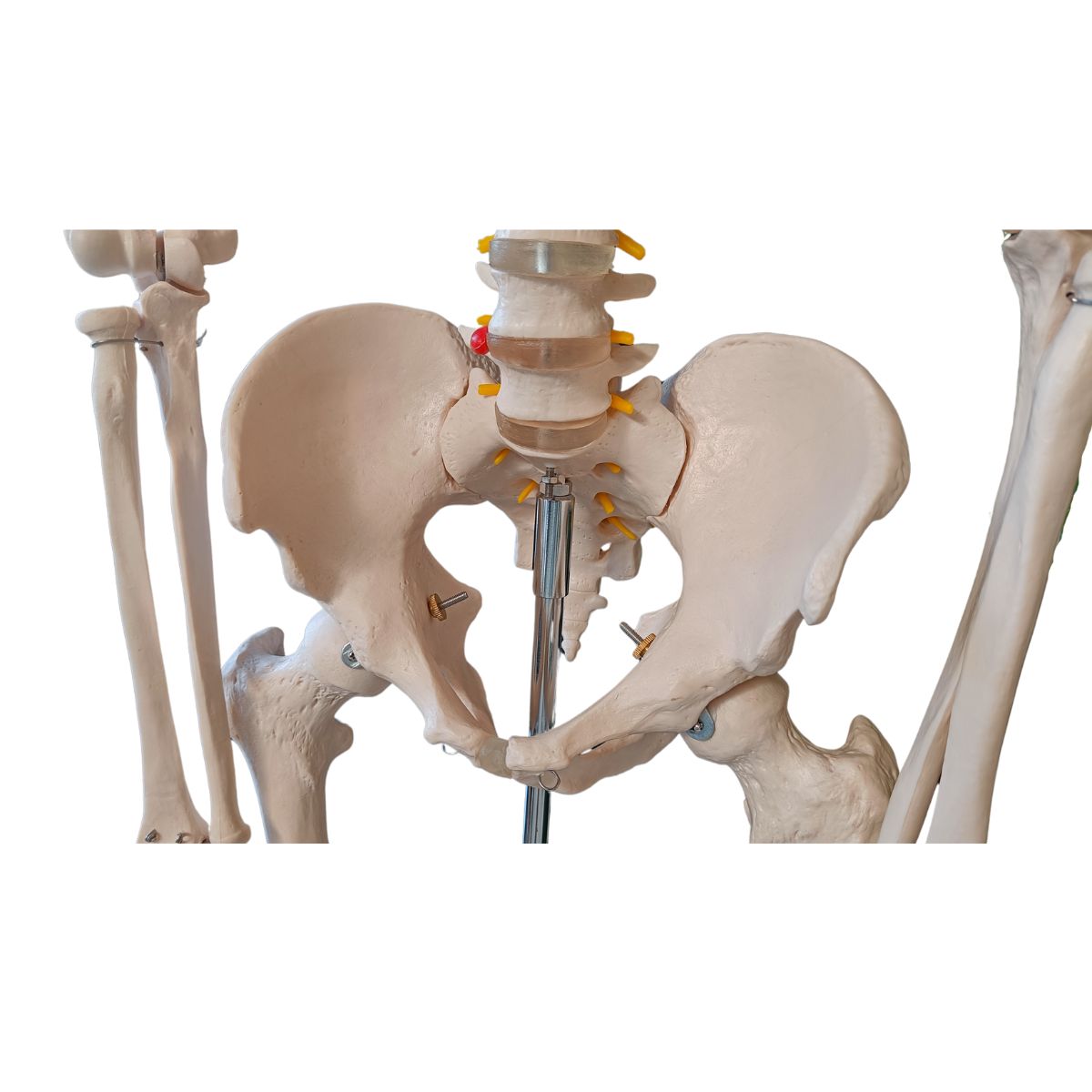 SQUELETTE ANATOMIQUE 180CM M05