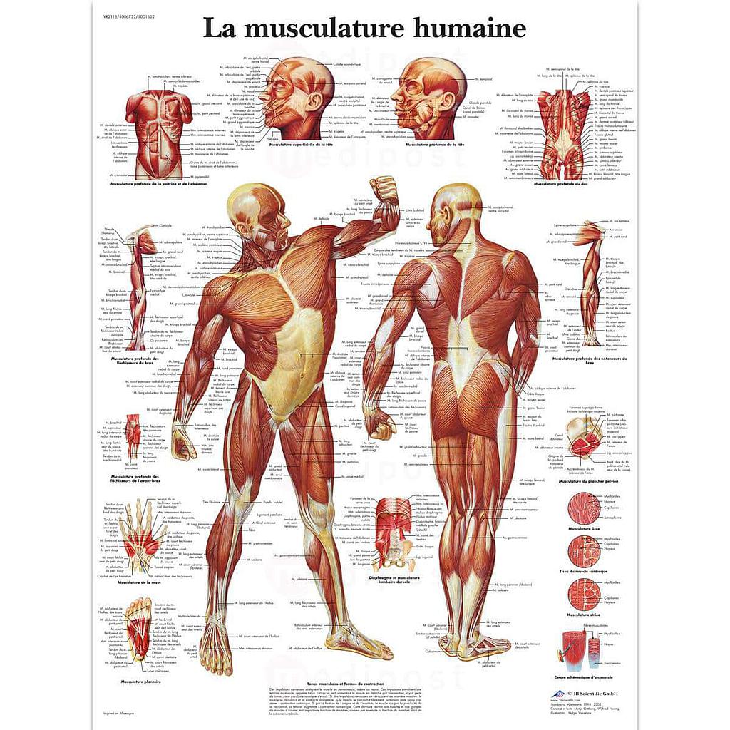 Planche "La musculature Humaine"