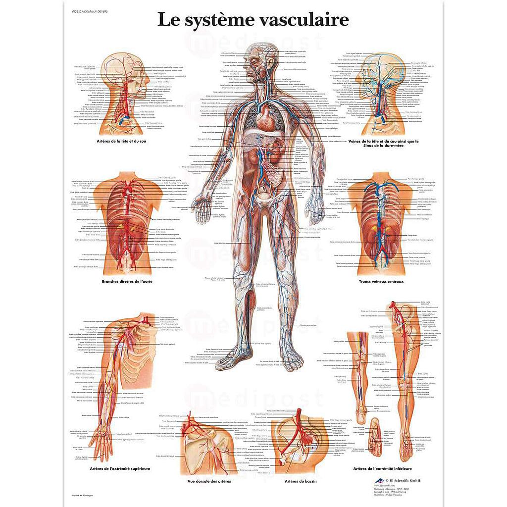 Blad "Vasculair systeem