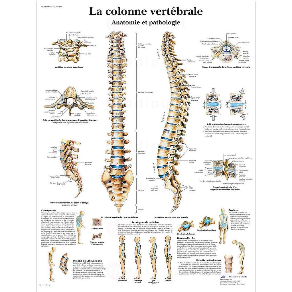Planche plastifiée "La colonne vertébrale"