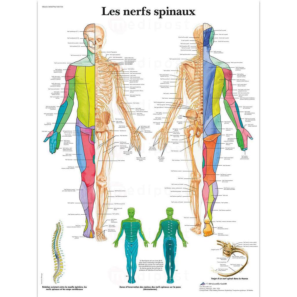 Planche plastifiée : nerfs spinaux